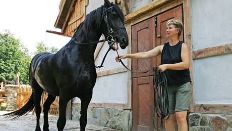 Nové pírstky v brnnské Zoo - dv klisny chladnokrevného fríského kon.