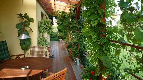 Po trámech terasy se pnou popínavé rostliny, které kvetou v prbhu celého roku