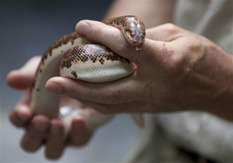 Hroznýek pestrý je jedním z had vhodných pro domácí chov