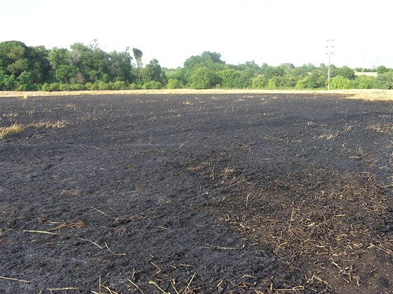 Pole s obilím, které zapálil hoící pták u obce Drasty nedaleko Prahy