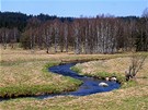 Meandr Studené Vltavy u Nového Údolí