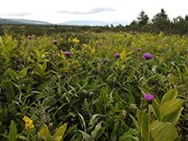Snaha o zachování krajiny. V Krkonoších lze žádat o příspěvek na ochranu luk