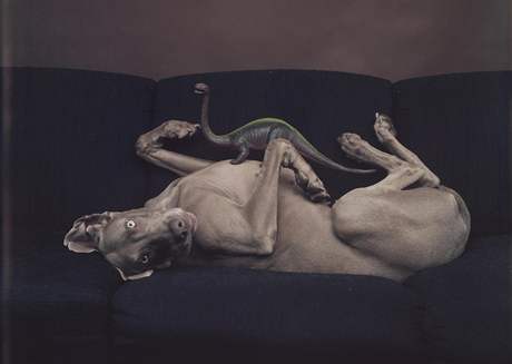 William Wegman: Bez nzvu, 1987, ze sbrky Polaroid