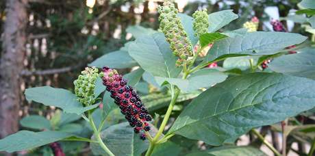 Líidlo jedlé (Phytolacca esculenta) je to vytrvalá lysá bylina a 1,5 metru vysoká a iroká, která pochází z jihovýchodní Asie.