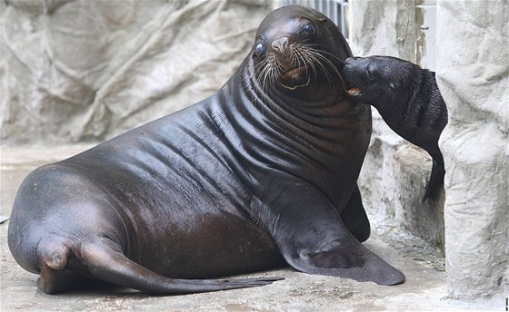 Liberecká zoo vypustila 17. srpna do venkovního výbhu mlád lachtana...