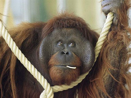Orangutani v zoo se budou uit houpat ve vtvích