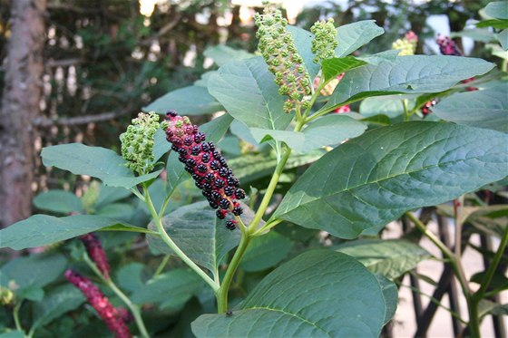 Líidlo jedlé (Phytolacca esculenta) je to vytrvalá lysá bylina a 1,5 metru vysoká a iroká, která pochází z jihovýchodní Asie.