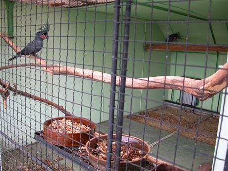 Vzácní papoušci nalezení při domovních prohlídkách. (kakadu palmový) 