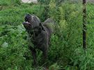 V bývalém zemdlském statku v Zachotín na Pelhimovsku ije sedmdesát ps....