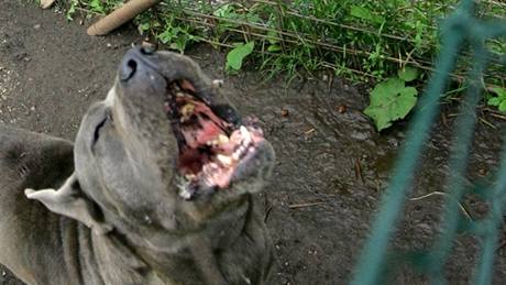 V bývalém zemědělském statku v Zachotíně na Pelhřimovsku žije sedmdesát psů. Chová je zde bývalá zootechnička Zdena Bártů.