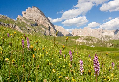 Rov kvty orchidej zvanch ptiprstky upoutaj i ty, kte se botanikou pli nezaobraj