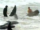 Novozélandskou plá nad ránem zaplnily mrtvé velryby