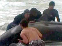 Dobrovolnci se sna odthhnout velrybu zptky do moe (20. srpna 2010)