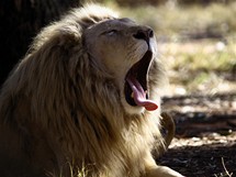 I kdy jste v bezpe auta, nahn lev pod hrzu. Tenhle byl vyfocen v Jihoafrick republice.