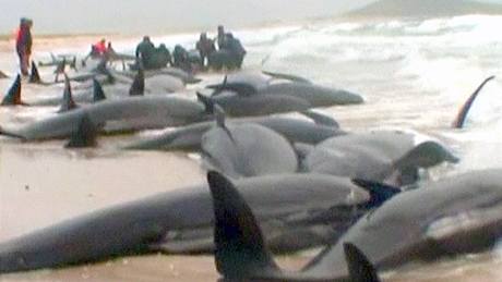 Na novozélandské plái nali záchranái 58 mrtvých velryb (20. srpna 2010)