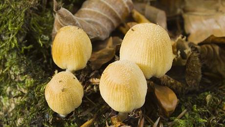 Hnojník t�pytivý