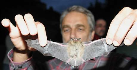 Nakaený netopýr se pozná podle bílé plísn na nose. Ilustraní foto.