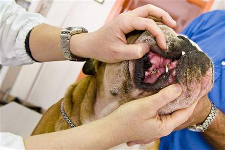 Kivé zuby mohou psm zpsobovat opakovaná zranní i zánty dásní i pater