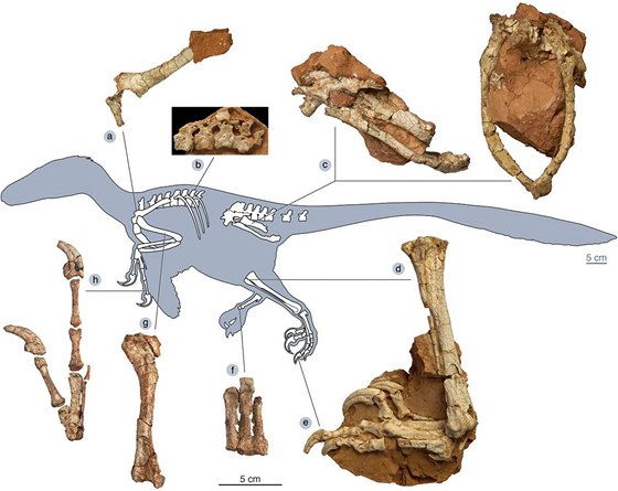 Kosti nov objeveného dinosaura