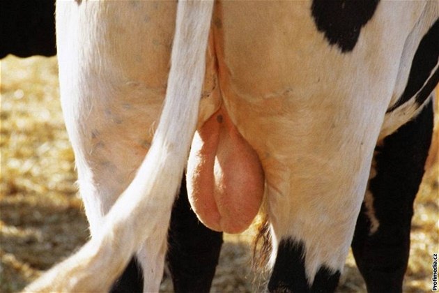 Z bý�ích varlat prý p�ipravíte vynikající gulá�