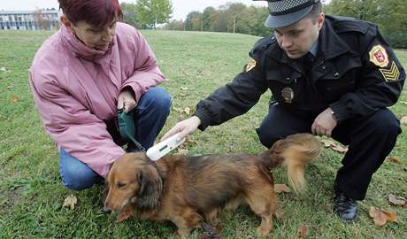 Mít psa bez ipu pijde majitele v Hranicích minimáln na tisícikorunu pokuty, místní stráníci nyní zahájili kontroly ve velkém. Ilustraní foto