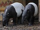 Pár vzácných tapír abrakových v praské zoo 