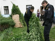 Policie zabavuje rostliny konopí na zahradě manželů Dvořákových v Ospělově na Prostějovsku.