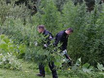 Policie "sklz" rostliny konop na zahrad manel Dvokovch v Osplov na Prostjovsku.