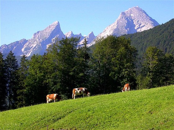 Msto Cheb vlastní lesy a dalí majetek v Bavorsku v hodnot asi 5 milion eur. Ilustraní foto.