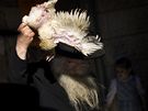 Ortodoxní id v Jeruzalém vykonává rituál kaparot (záí 2010)