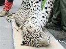Zoologov z Jihlavy sthovali do vdska mladho sameka levharta perskho.