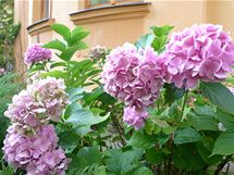 Uchovat krsu kvt hortenzi (na snmku hortenzie velkokvt, Hydrangea macrophylla) nen takov problm 