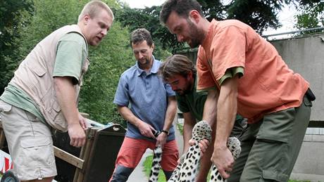 Mladý sameek levharta perského se stane novým lákadlem zoo Orsa Björnpark.