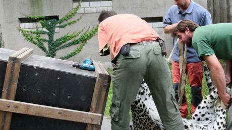 Mladý sameek levharta perského se stane novým lákadlem zoo Orsa Björnpark.