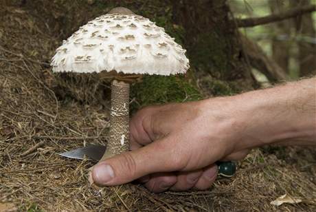 Bedly jsou pro svoji lahodnou chu u houba velmi oblíbené