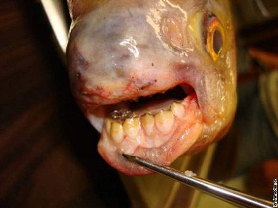 Podivná ryba s lidskými zuby
