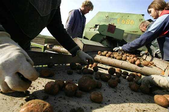 Sklize brambor soukromého zemdlce Ondeje Dejmala