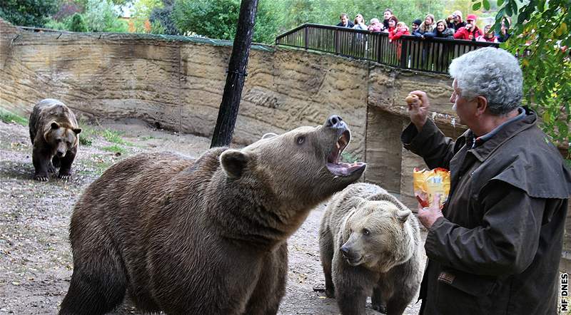 Filma Václav Chaloupek krmí na svátek sv. Václava pamlsky "své" veerníkové  medvdy v plzeské zoo a symbolicky je tak ukládá k zimnímu spánku 