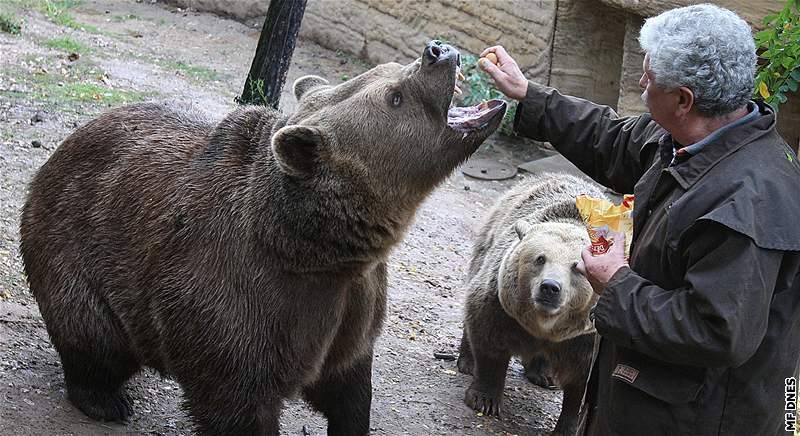 Filma Václav Chaloupek krmí na svátek sv. Václava pamlsky "své" veerníkové  medvdy v plzeské zoo a symbolicky je tak ukládá k zimnímu spánku 