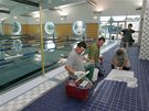 emeslníci dokonují dlabu v hale krytého bazénu v Zábehu.