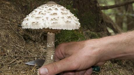 Bedly jsou pro svoji lahodnou chuť u houbařů velmi oblíbené