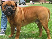 Bullmastiff