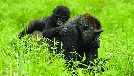 Gorily ve volné pírod