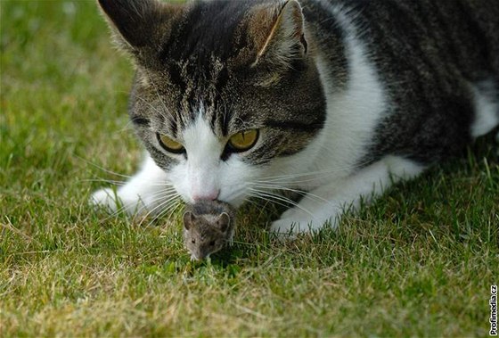 Myš znamená pro kočku spíše povyražení než zdroj obživy