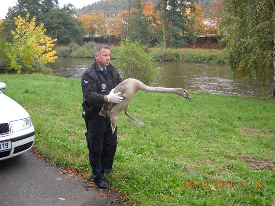 Mladou labuť pustili strážníci do Ohře.