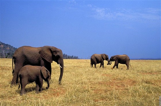 Sloni v NP Matusadona, Zimbabwe