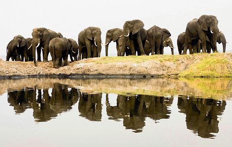 I tito sloni v nrodnm parku obe v Botswan jsou ohroeni pytlky. A to pesto, e mezinrodn spoleenstv podnik adu krok k jejich ochran. JI pes dvacet let je teba zakzn mezinrodn obchod se slonovinou.