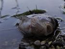 Leklé ryby v ece Marcal po ekologické katastrof v Maarsku (7. íjna 2010)