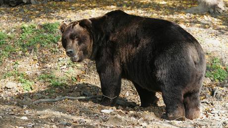 Brnnská ZOO otevela nový výbh pro medvdy kamatské.