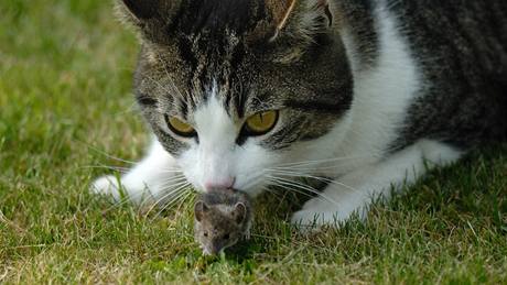 My� znamená pro ko�ku spí�e povyra�ení ne� zdroj ob�ivy